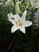 [4249 Serena Madonna No01.JPG]